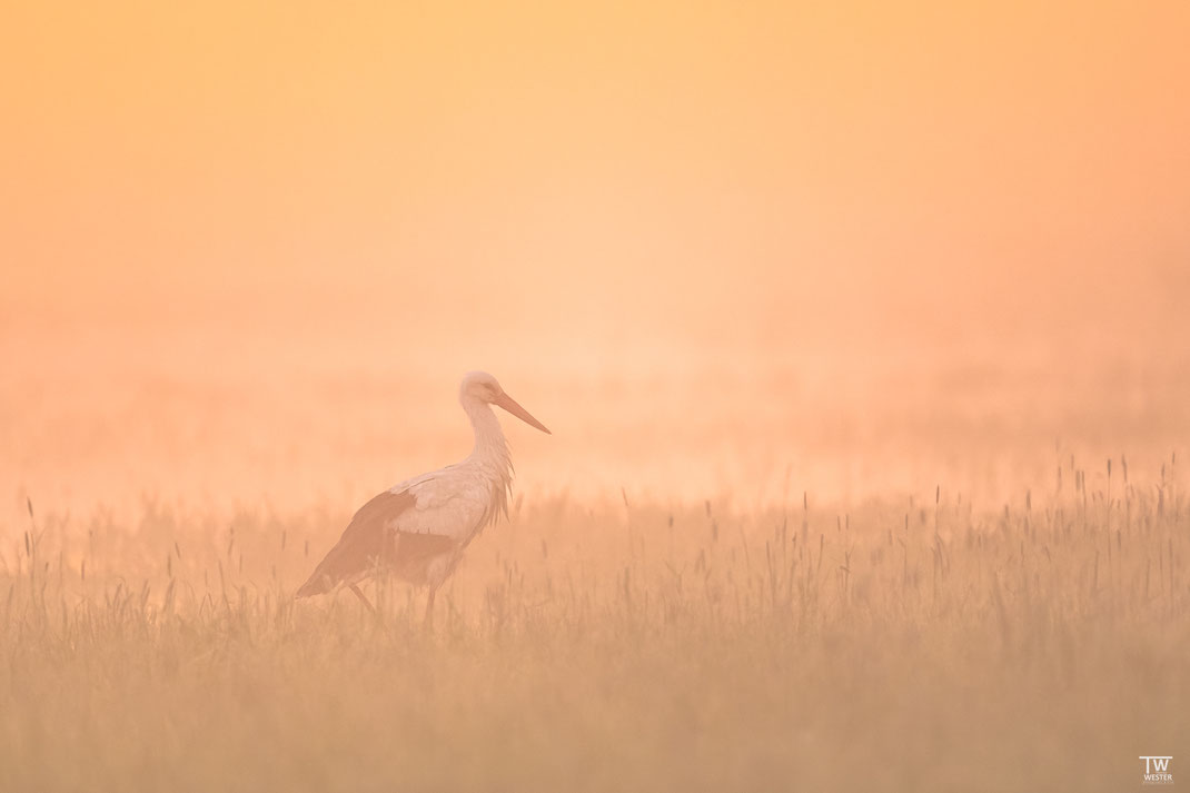 (4) Im schönsten Gegenlicht mit Morgennebel lief dieser Storch über die Wiese.