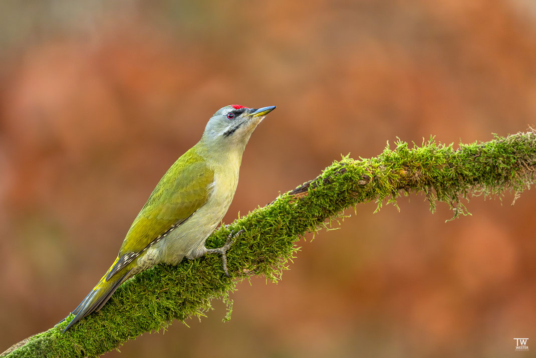 11 Nachdem sich im letzten Jahr hauptsächlich das Weibchen zeigte, kam diesmal für kurze Momente das Grauspecht-Männchen, was immer wieder aufregend ist