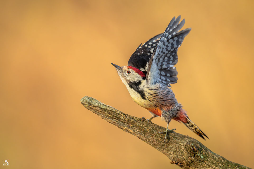 9 Endlich mal ein Abflugbild vom Mittelspecht….