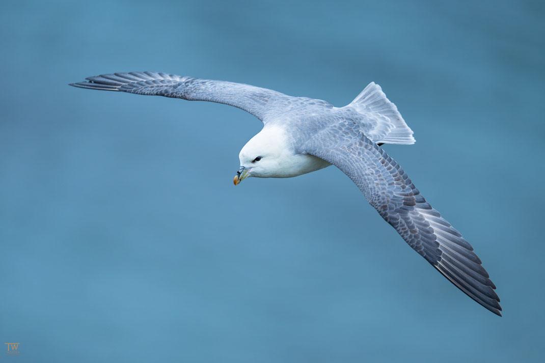 10 An der Kolonie schweben auch immer wieder ein paar Eissturmvögel im Segelflug vorbei