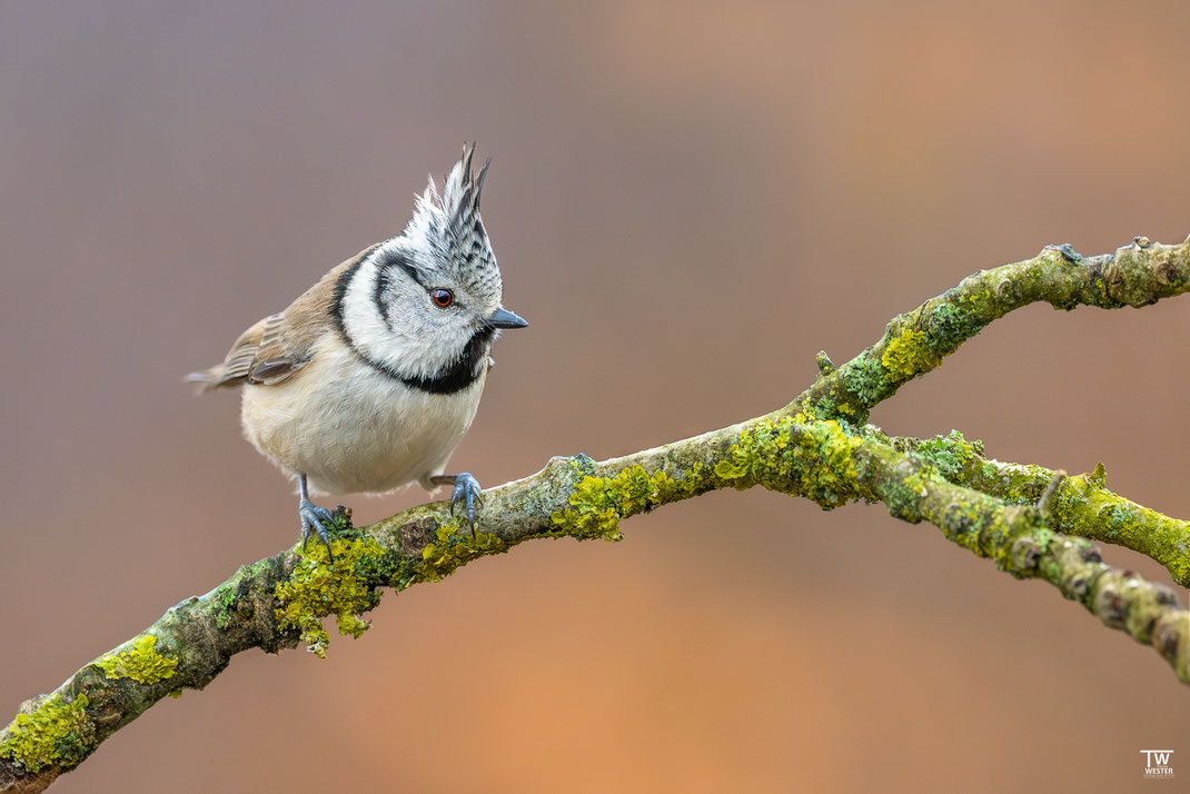 9) Die Haubenmeise war das Highlight in diesem Winter. Hier ein erster Eindruck