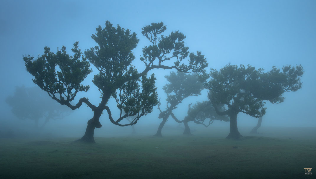 9 Jede Minute änderte sich wieder Höhe und Intensität der Nebel-Lage, was die Fotografie sehr dynamisch gestaltete.