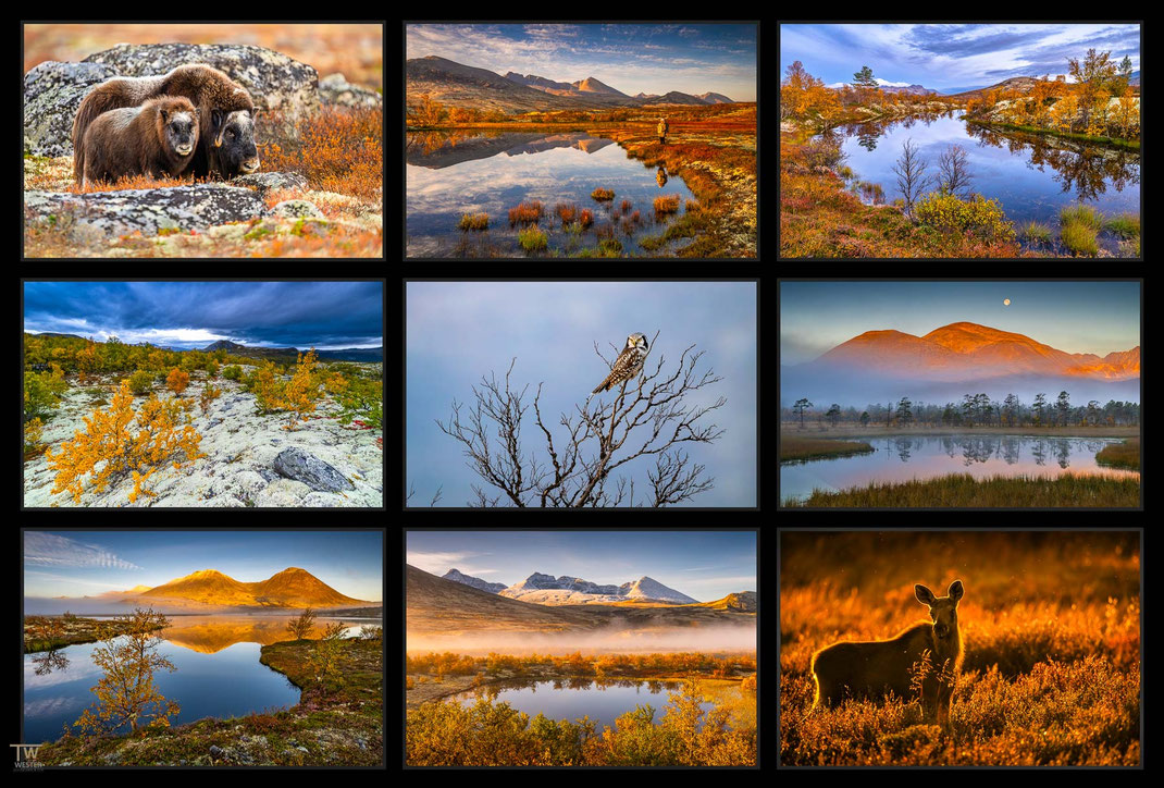 Das Bild zeigt eine Collage von Aufnahmen der Hochebenen der Nationalparks Rondane und Dovrefjell in Norwegen insbesondere Landschafts und Wildlife Fotos
