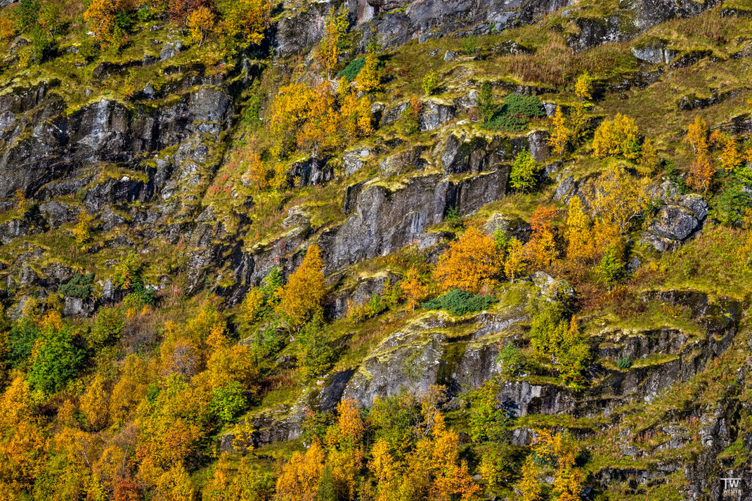 Selbst auf diesem fast senkrecht aufsteigenden Fjord-Hang machten sich die Birken Terrassenförmig breit (B3235)