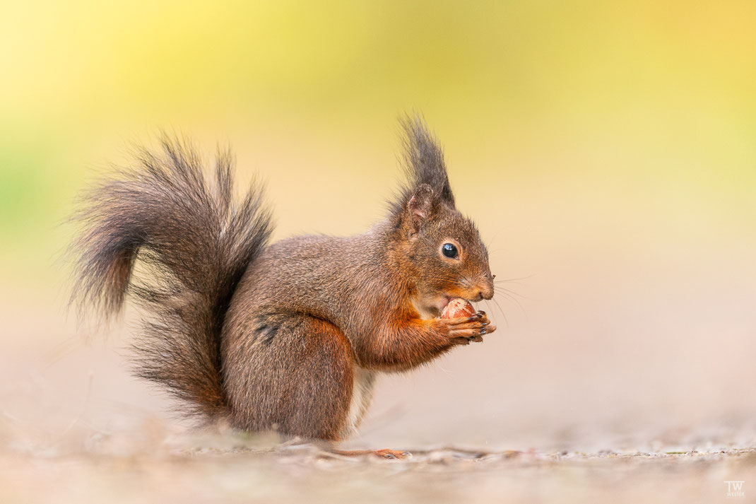 Eichhörnchen mit Haselnuss