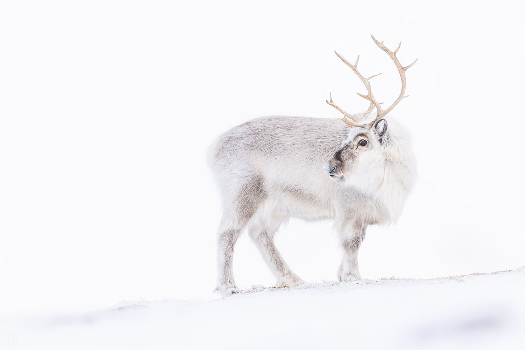 (18) Ein toller Moment, als dieses Weibchen endlich mal zurück blickte - normalerweise hielten sie den Kopf stets zur Futtersuche nach unten. Männliche Svalbard-Rentiere stoßen das Geweih für den Winter ab.