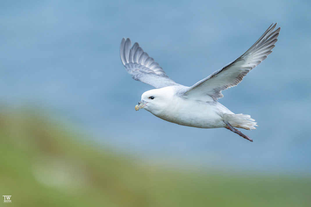 1 Eissturmvögel sieht man ab und zu in diesem Gebiet, sind jedoch an anderen Stellen, gerade mit hohen Klippen, wesentlich häufiger