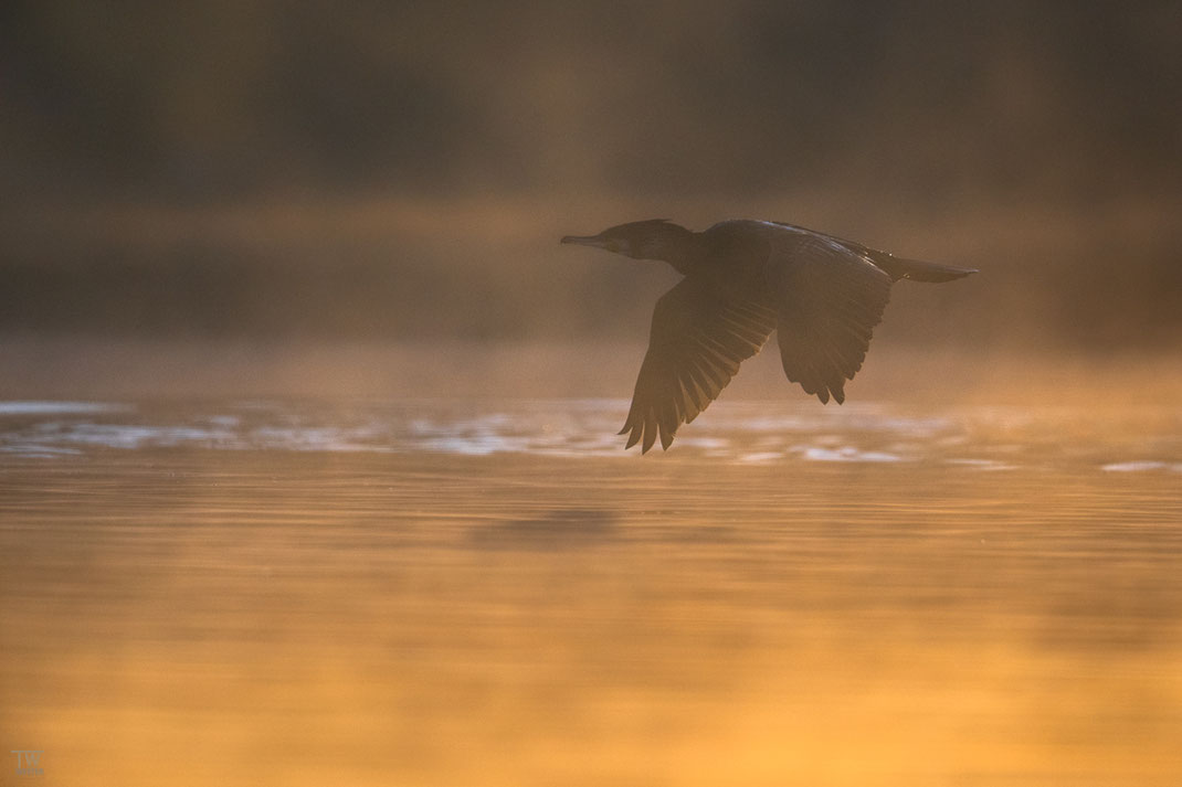 Der Kormoran flog direkt durch den leichten Nebel (B2957)