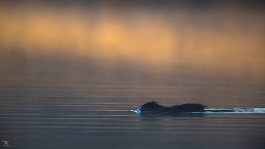 Nur ein Stück weiter schwamm auch dieser Nutria in den Tag hinein (B2959)