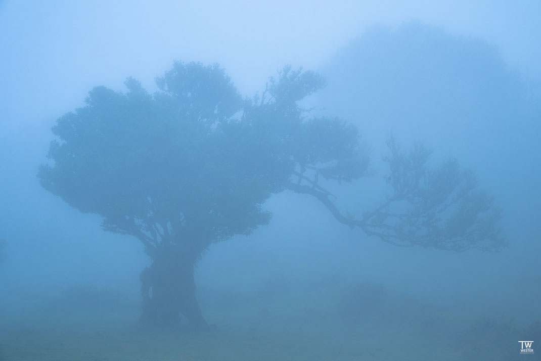 4 Auch wenn der Nebel stärker wurde, fand ich die Fotografie mit diesen tollen Bäumen total interessant - dieser hatten einen interessanten Ausleger