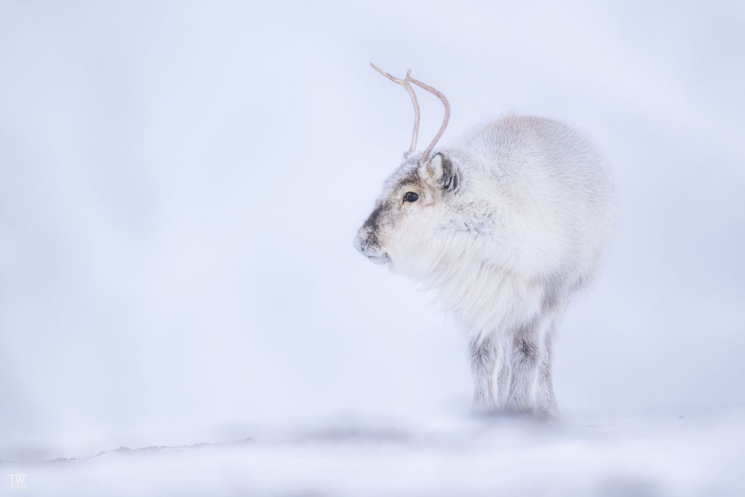 (4) For the first time in my life I was able to photograph reindeer up close, and in the beautiful snowy landscape.