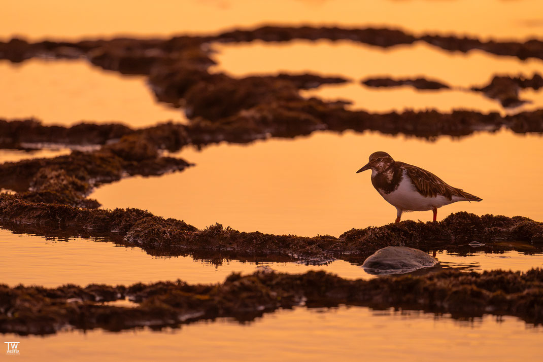 15) An den Netz-artigen Tidenpools Alentejo`s fühlen sich auch die Steinwälzer wohl – wie hier im Sonnenuntergang