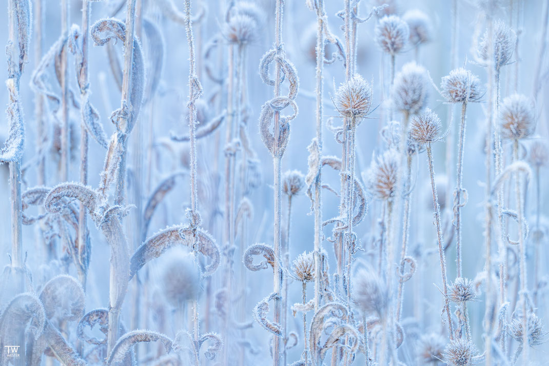 14 Die abstrakten Formen der Karden sind im Winter interessant anzuschauen