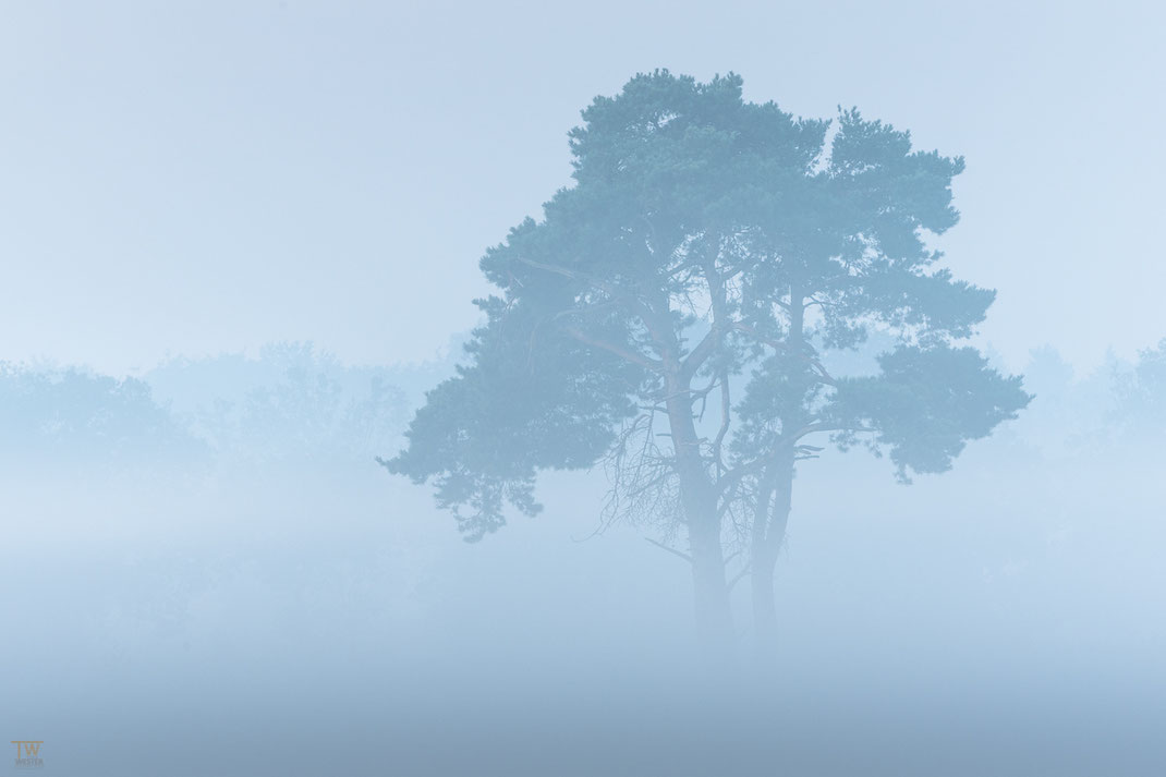 Auch die Kiefern wirkten im dichten Bodennebel großartig (B2250)