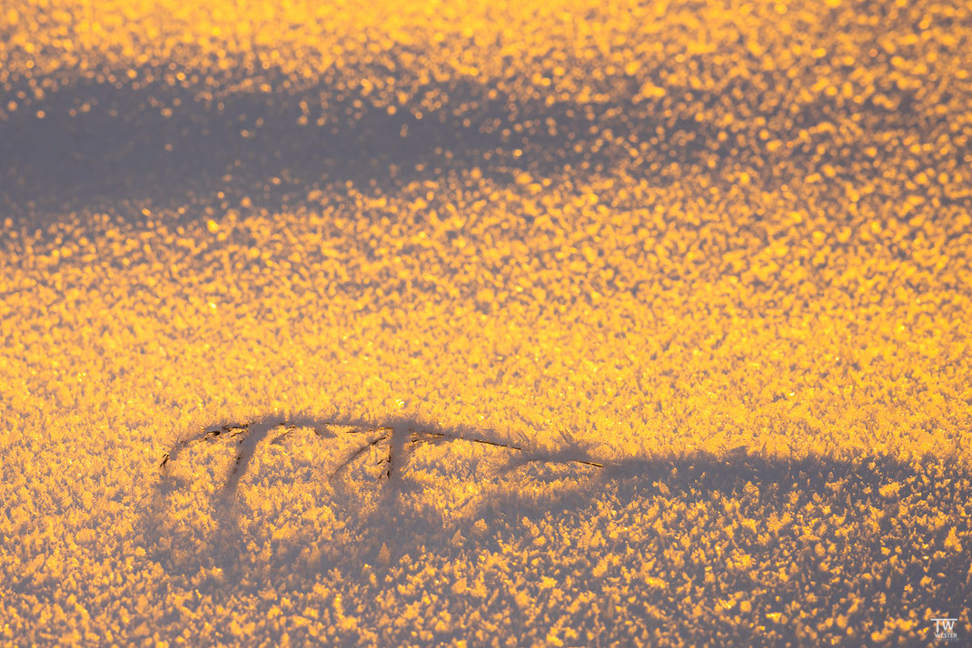 Schneeoberfläche im Abendlicht (B2389)