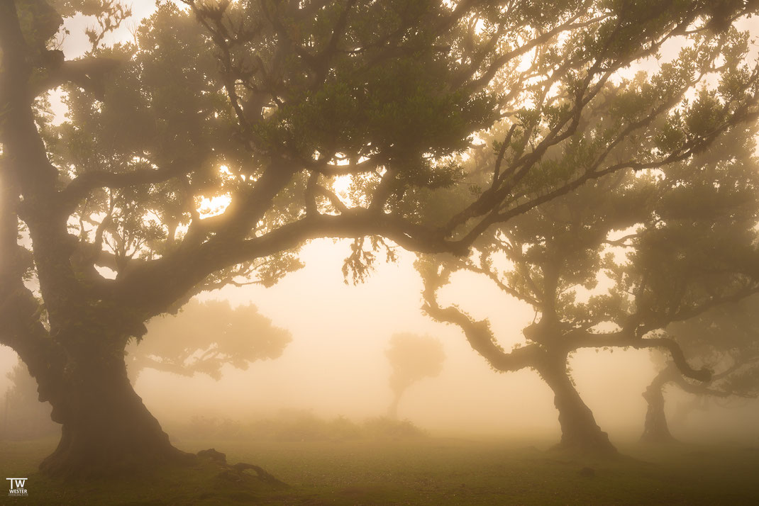 10 Auch im dichten Nebel war es toll, wenn die warmen Sonnenstrahlen langsam durchdrangen.
