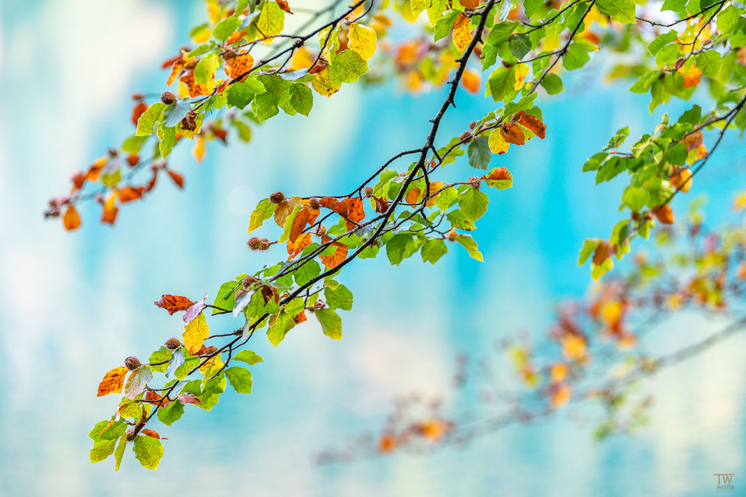 Eine Highkey-Aufnahme der ersten Herbstfarben (B2213)