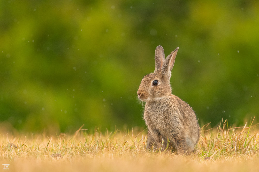 Die Kaninchenpopulation ist vor allem im Norden der Insel riesig, hier ein junges Kaninchen im Sprühregen (B2033)