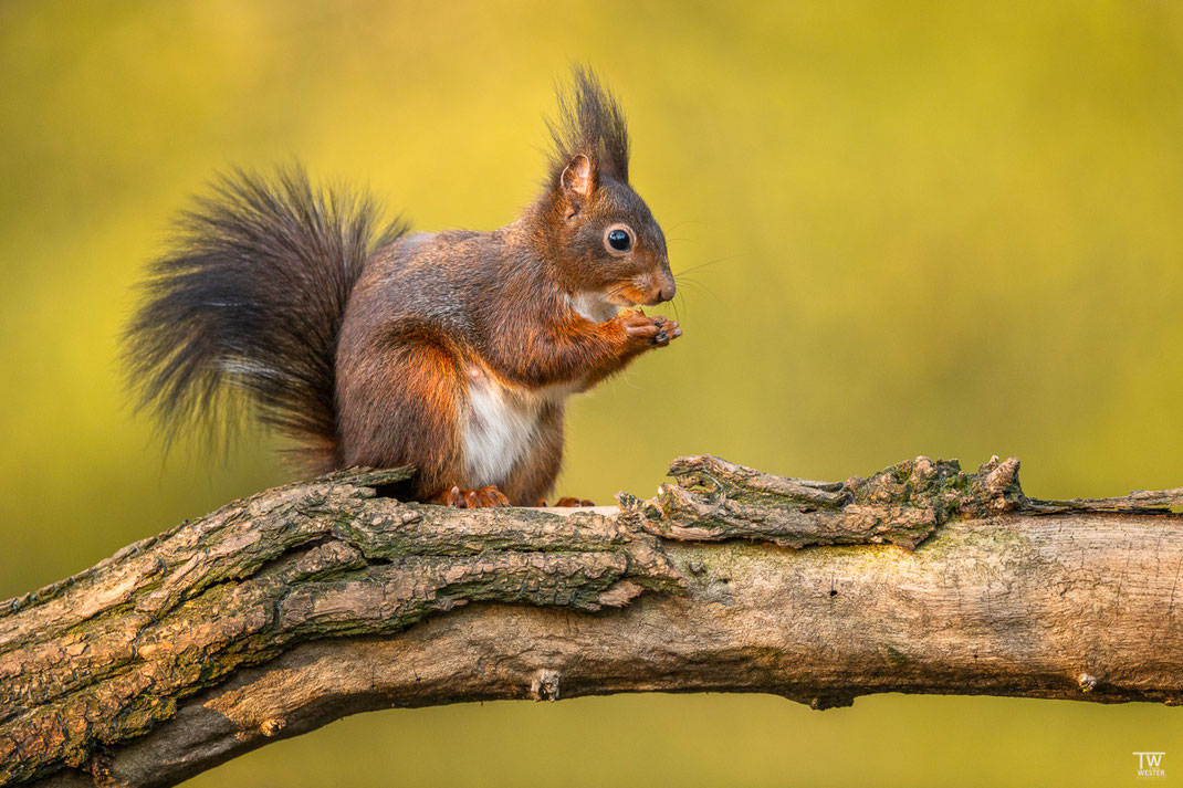 Eichhörnchen sitzt auf Baumstamm