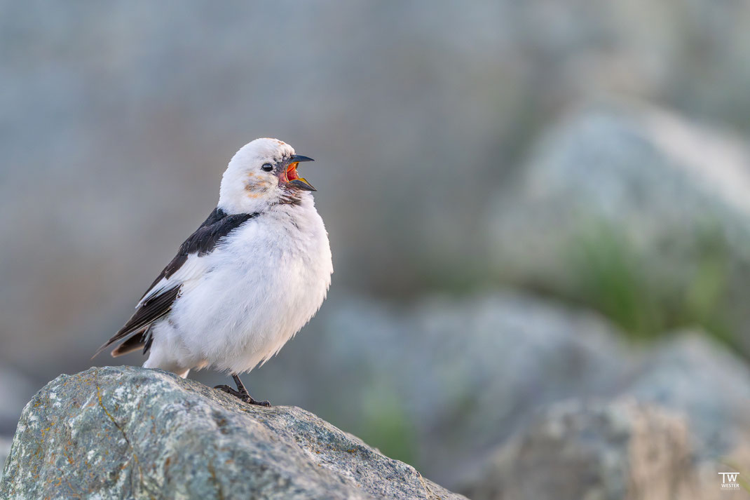 12 Nachts hört man immer wieder den Gesang der Schneeammern – sie sind eine der nördlichsten Singvögel der Welt, haben ein sehr dichtes Gefieder und fühlen sich vor allem auf Felsen wohl