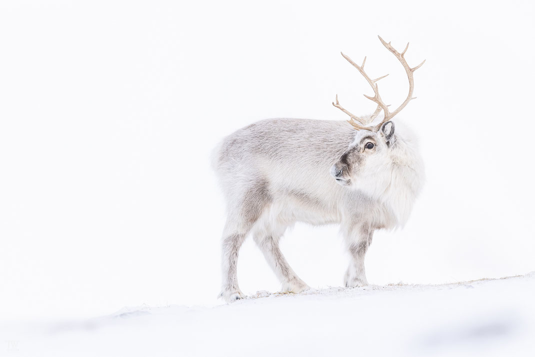 (19) A great moment when this female finally looked back - normally they always kept their heads down to forage. Male Svalbard reindeer shed their antlers for the winter.