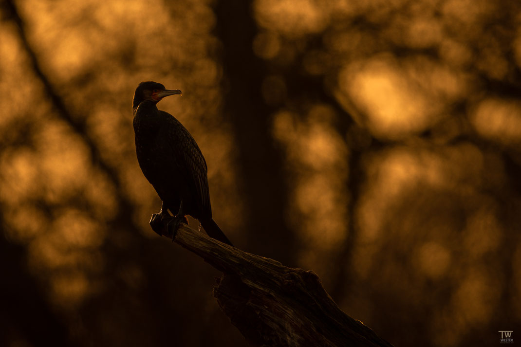 Ein Kormoran im Abendlicht (B2576)