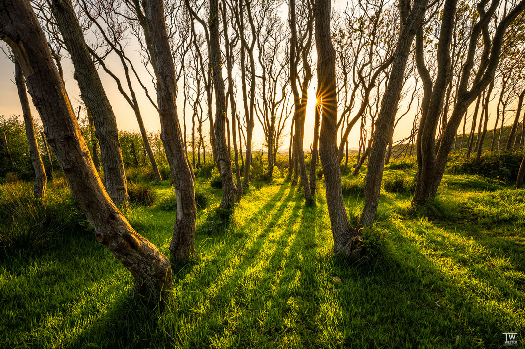 Abendsonne im Dünenwald (B2607)