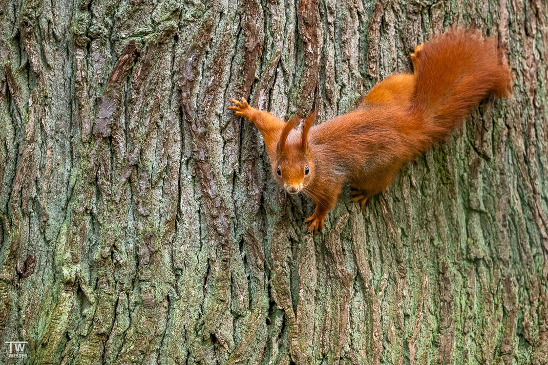 Eichhörnchen klettert über einen Baum