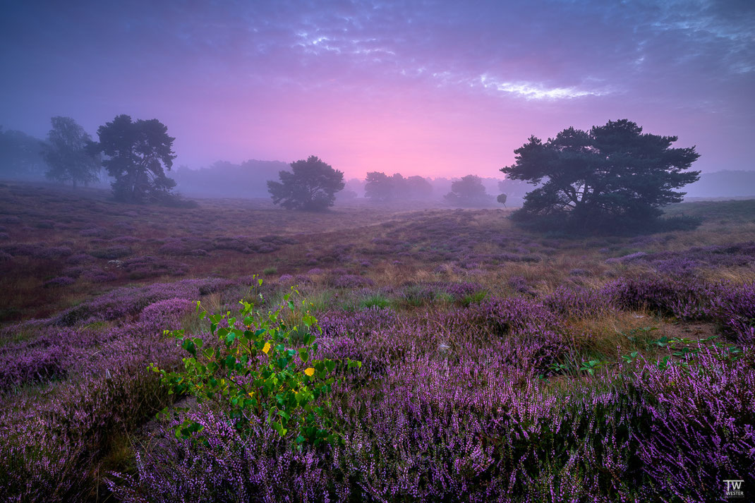Die folgenden drei Bilder sind innerhalb kurzer Zeit entstanden, in einem Umkreis von 10 Metern: hier noch im Übergang der blauen Stunde (B2176)