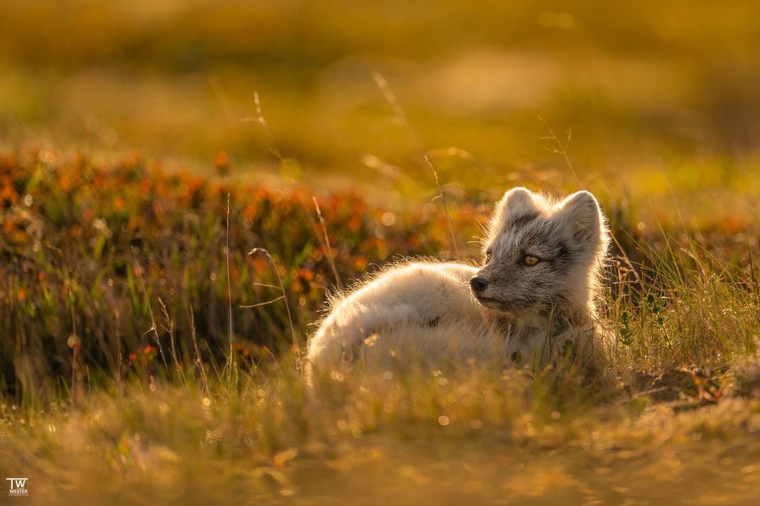 18 Schlussendlich ruhte er sich ein wenig in seinem schönen Habitat aus…