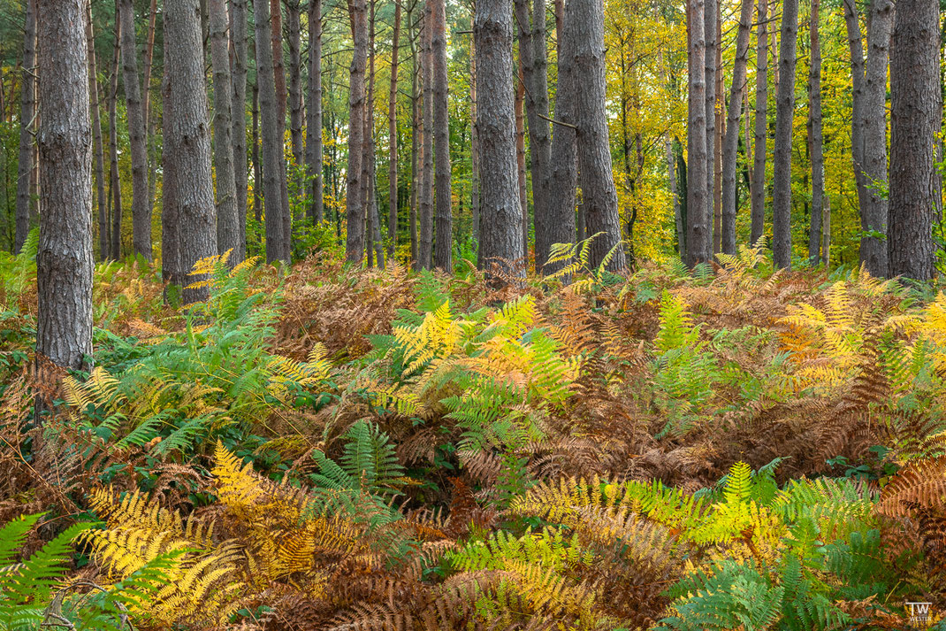 Los geht es erstmal mit Impressionen aus dem Farnenwald: zu Beginn zeigte sich noch die volle Farbpalette (B2274)