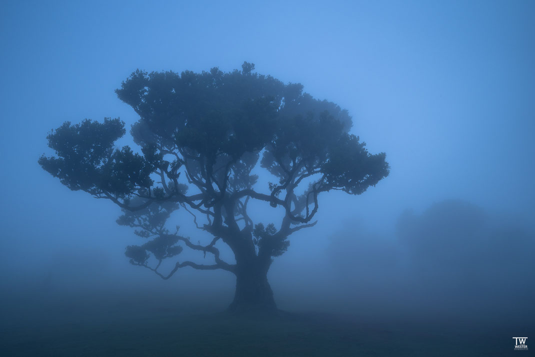 7 Auch die sehr weit fortgeschrittene blaue Stunde am Abend war immer hochspannend - für diesen Look brauchte man sehr dichten Nebel
