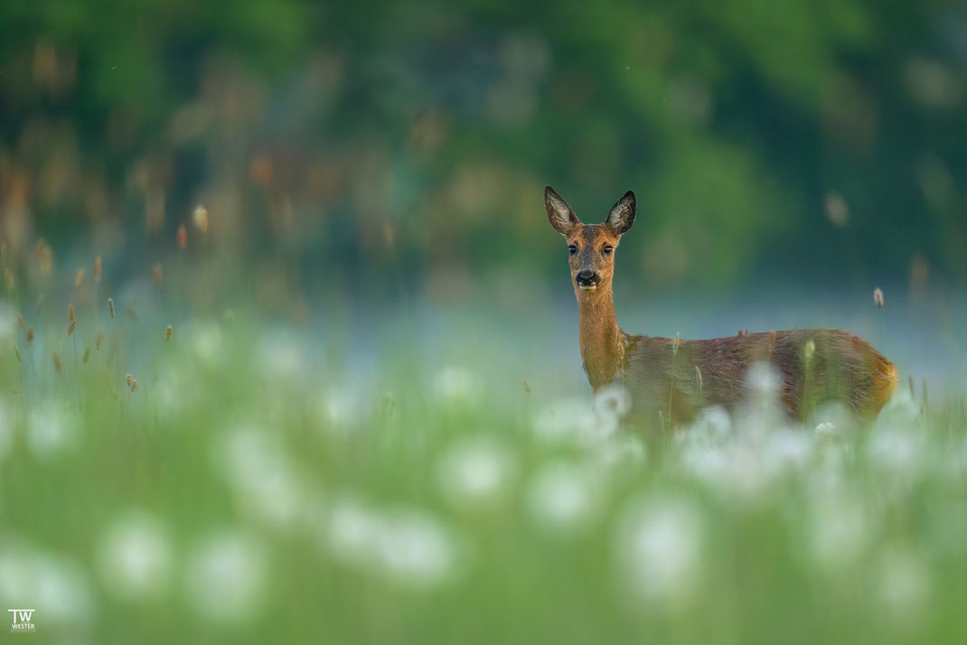 14. Selten hatte ich ein solch fluffiges Bokeh bei einem Rehbild 😊
