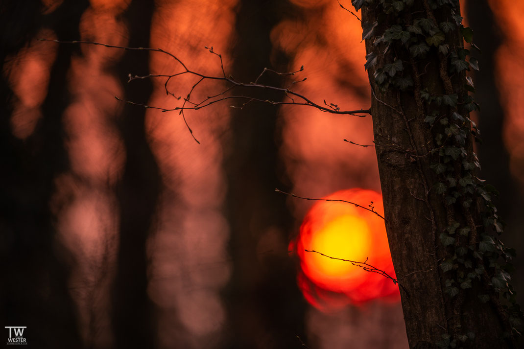 Der Sonnenuntergang in diesem Buchenwald war jeden Abend ein Highlight (B1930)