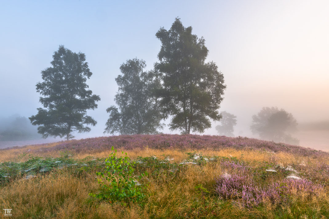 Früh morgens beleuchtet an dieser Stelle bereits das warme Licht von rechts die Heidelandschaft (B2750) 