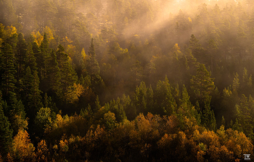 (19) Der ganze Wald leuchtete morgens im Nebel auf