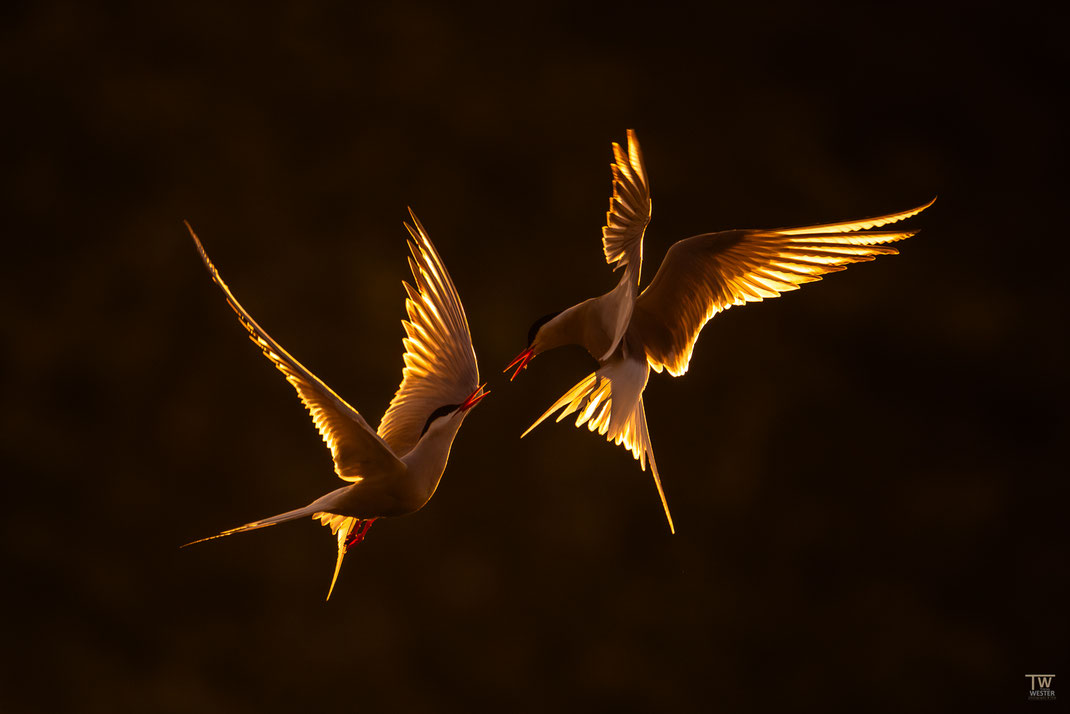 18 Und dann gab es diese tolle Szene an einer anderen Stellen, wo man diese filigranen Vögel vor ganz dunklem Hintergrund fotografieren konnte: von dieser Szene habe ich euch drei Varianten beigefügt, ich finde jede hat etwas für sich.