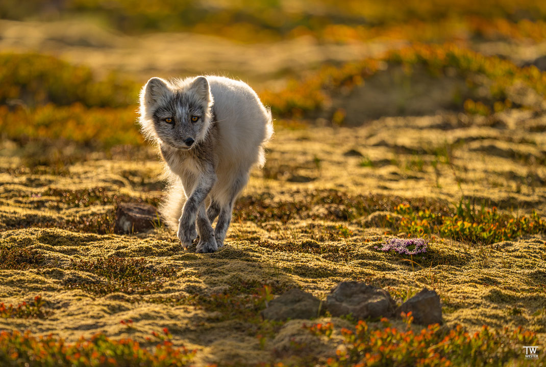 16 Dieses Jahr allerdings zeigte sich ein Polarfuchs sehr nah; in einem Bereich, den ich bereits vor der Reise ausgemacht hatte