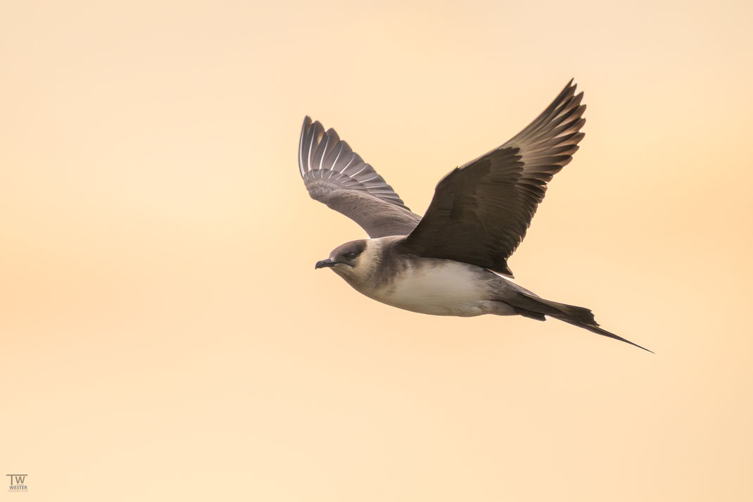 6 Die Schmarotzerraubmöwe („Arctic Skua“) ist ein interessanter Vogel - sie verdankt ihren Namen ihrem Verhalten, anderen Seevögeln die Beute durch aggressive Flugmanöver abzujagen. 