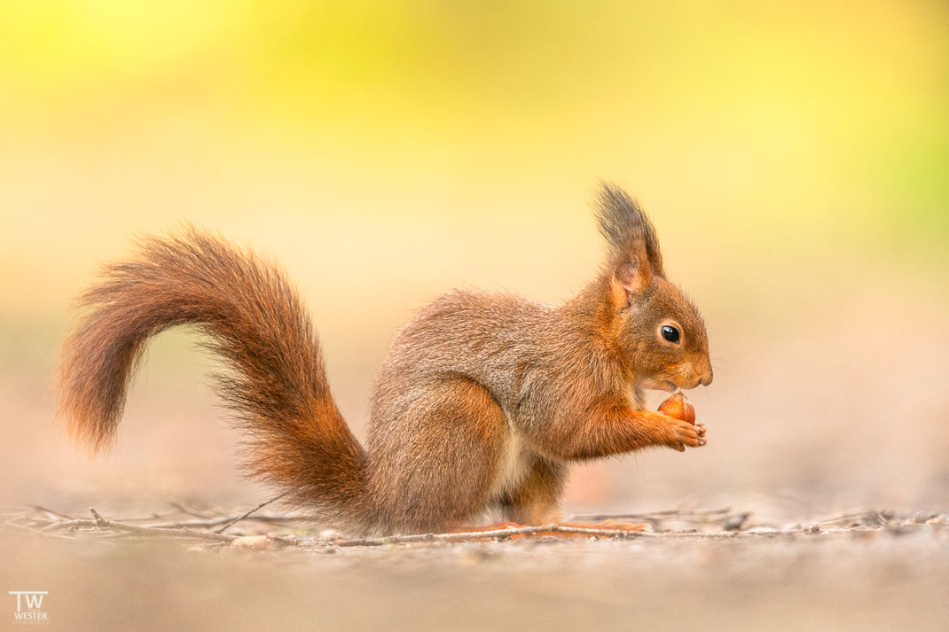 Kleines Eichhörnchen in Deutschland 