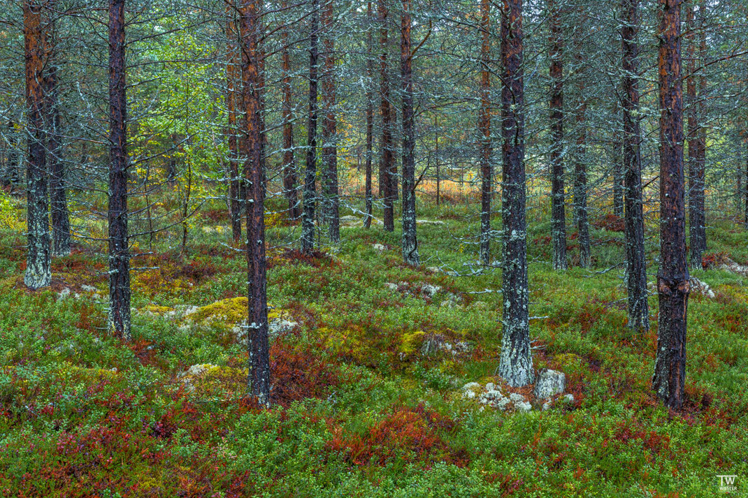 Im südlichen Rondane trafen wir immer wieder auf Tannen- und Kiefernwälder, deren Äste mit vielen Flechten überzogen waren, wie hier von unserer Unterkunft (B3222)