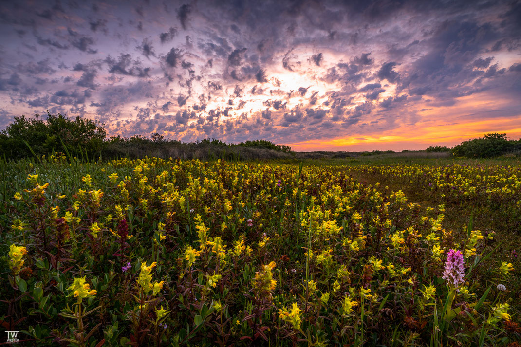 Vereinzelnd sah man auch Wiesen mit Orchideen und anderen Blüten (B2065)