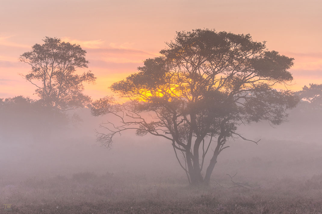 Nebel und Sonne; die perfekte Mischung, um jeden Fotografen glücklich zu machen 😉 (B2252)