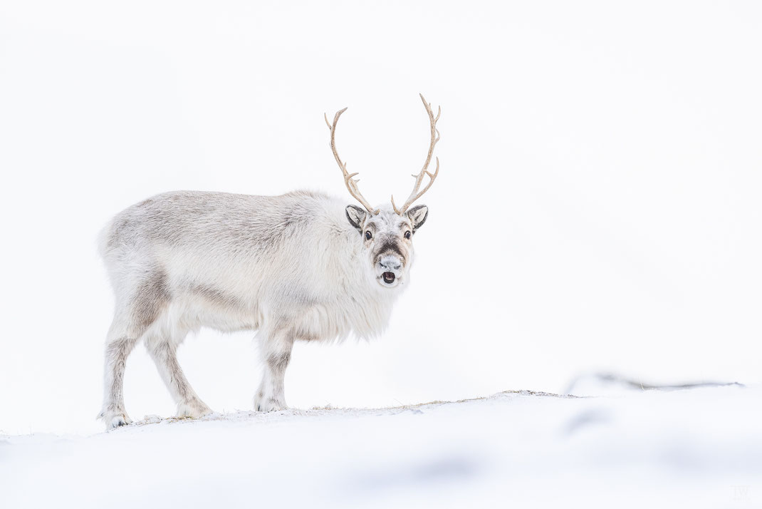 (21) "Wow!" thought the reindeer in the second, I think I heard it snort "he doesn't seriously have the new 600 with integrated converter now?" ๐