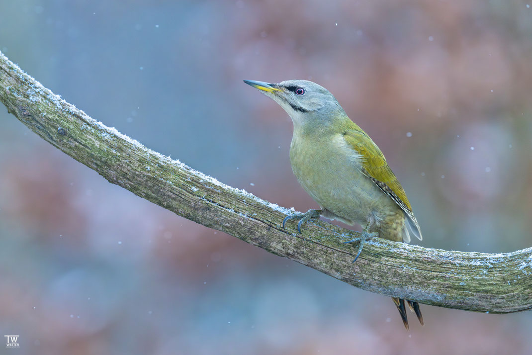 16 Ganz leise rieselte der Schnee….