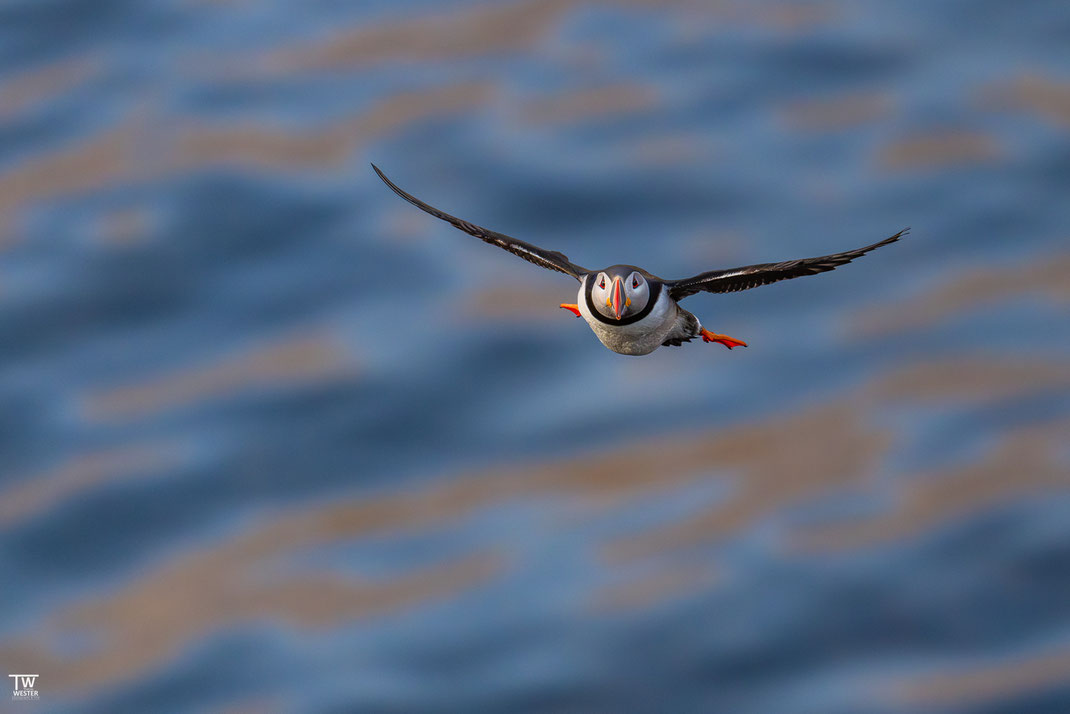 3 Vor dem Hintergrund der schönen Wasser-Reflektionen konnte ich dieses Jahr auch einige Flugfotos einfangen – zunächst steuern sie mit hoher Geschwindigkeit den Felsen an
