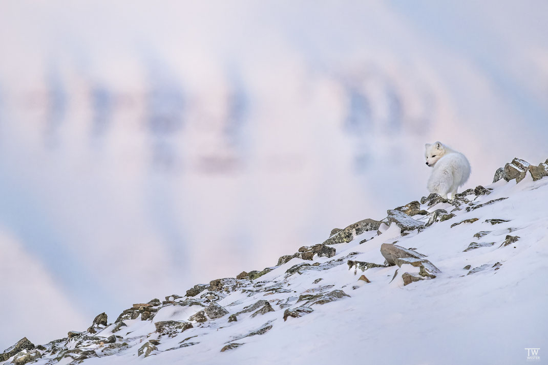 (26) Only once did he walk over this photogenic ridge and actually turned around for a split second ๐ Thank you dear fox for this bokeh.
