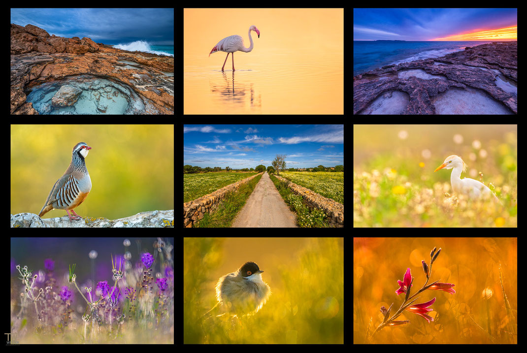 Das Bild zeigt eine Collage von Vogelfotografie und Landschaftsfotografie aus dem Süden Mallorcas rund um Ses Salines