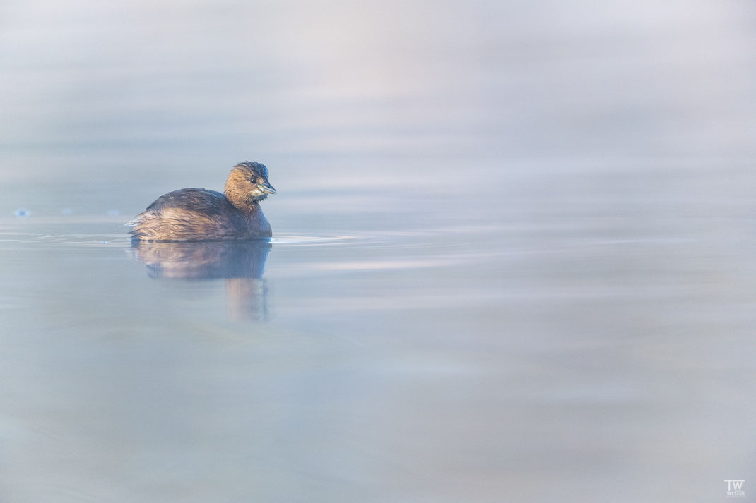 Z9 | 600 FL | FTZII | TC14EII | ISO 4000 | f/5.6 | 1/800stel | 840mm