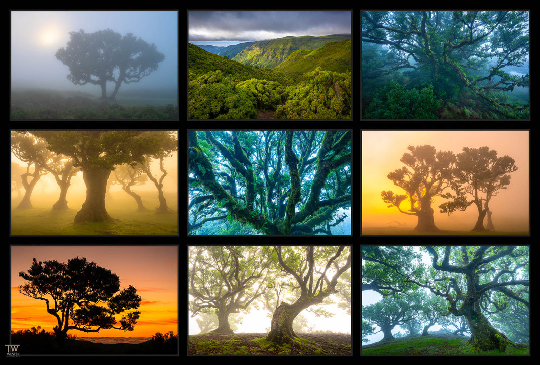 Das Bild zeigt eine Collage von Fotos des Fanal Lorbeer Waldes auf Madeira sowie von Farnen und Moosen